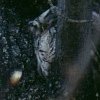 Eastern Screech Owl
