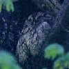 Eastern Screech Owl