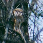 Barn Owls