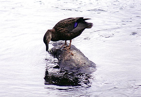 American Black Duck in parc de la Visitation