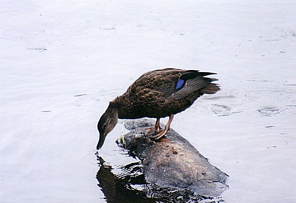 American Black Duck in parc de la Visitation