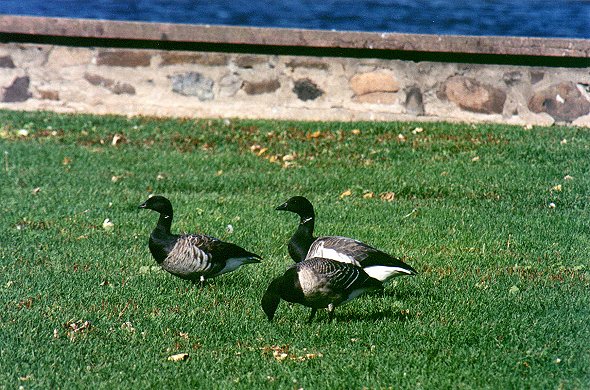 Brant Geese in Chambly, October 20st 2001