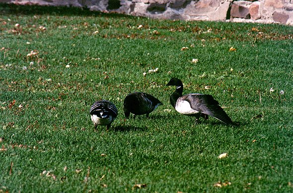 Brant Geese in Chambly, October 20st 2001