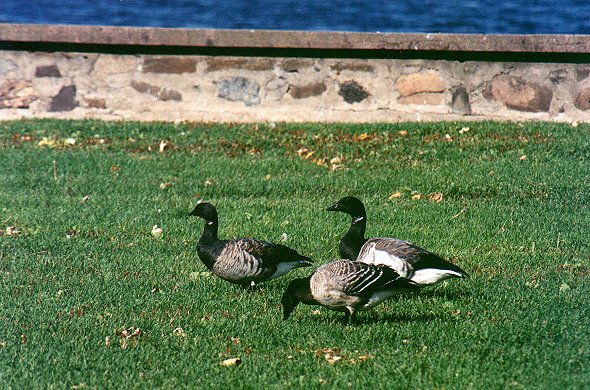 Brant Geese in Chambly, October 20st 2001