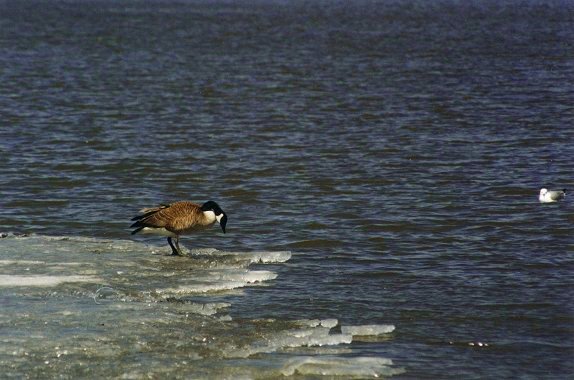 Canada Goose wintering in Saint-Jean-sur-Richelieu