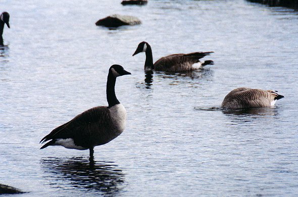 Canada Geese in Saint-Jean-sur-Richelieu, Oct. 28th 2001