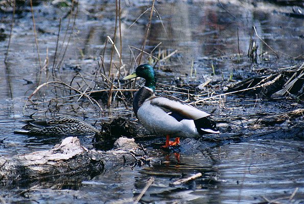 Mallard pair in Nuns' Island
