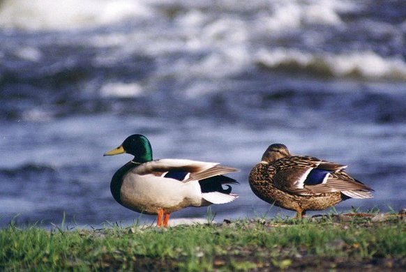 Mallard pair resting in rapides de Lachine