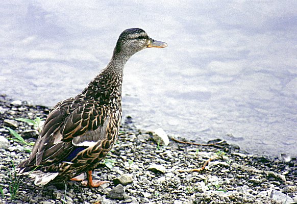 female Mallard in parc de la Visitation