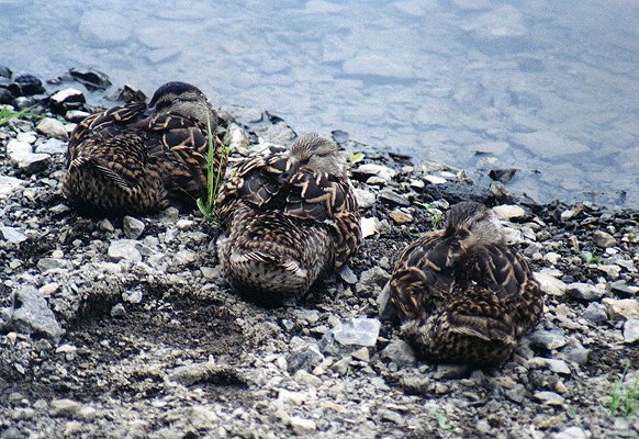 Mallard family in parc de la Visitation