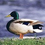 Ducks and Geese