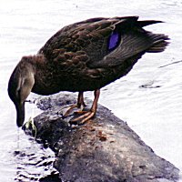 Black Duck