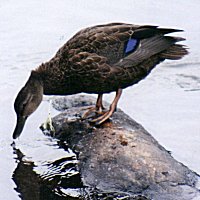 Black Duck