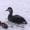 Black Duck