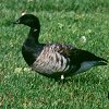 Brant