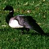 Brant