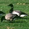 Brant