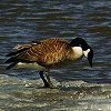 Canada Goose
