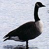 Canada Goose