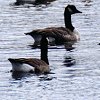 Canada Goose