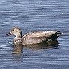 Gadwall