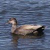Gadwall