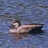 Gadwall