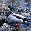 Mallard