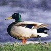 Mallard