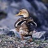 Mallard