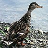 Mallard