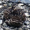 Mallard