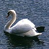 Mute Swan