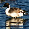 Pintail
