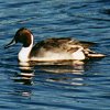 Pintail