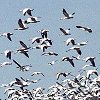 Snow Geese