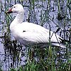 Snow Goose