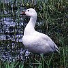 Snow Goose