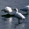 Snow Goose