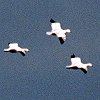Snow Goose