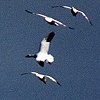 Snow Geese