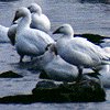 Snow Goose