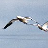 Snow Goose
