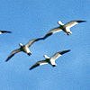 Snow Goose
