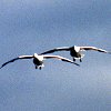 Snow Goose