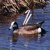 American Wigeon