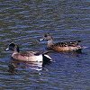 American Wigeon