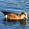 American Wigeon