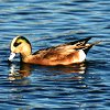 American Wigeon
