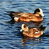 American Wigeon
